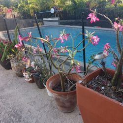 Adenium obesum
Plant