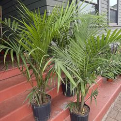 4 Feet Tall Majestic Palm Trees