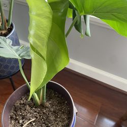 Beautiful Monstera Plant 