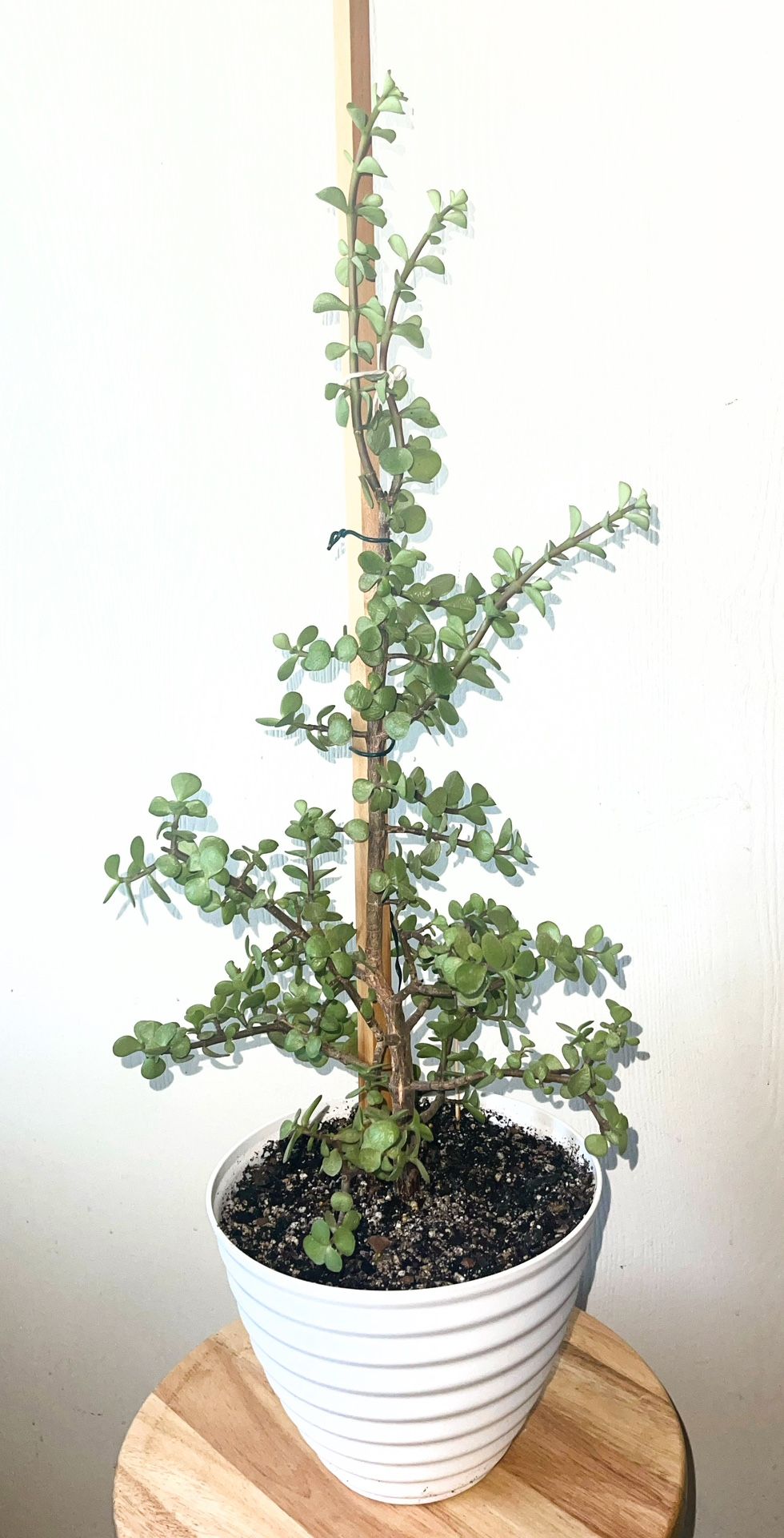 Portulacaria Afra Style Tree (live Succulent Elephant Plant)