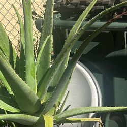 Plants Plantas Alovera