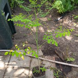 Moringa Plant 3' Tall Healthy Plant For You