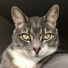 Kat