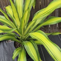 Dracaena Golden Heart - 10" Pot  Live Plants 