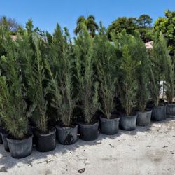 Podocarpus 7 Gal Plants (5 Ft)