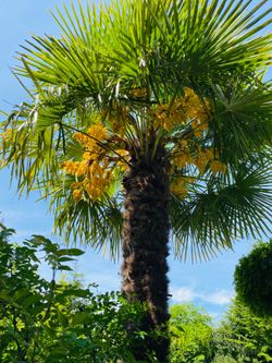 Cold hardy Chinese Windmill palms