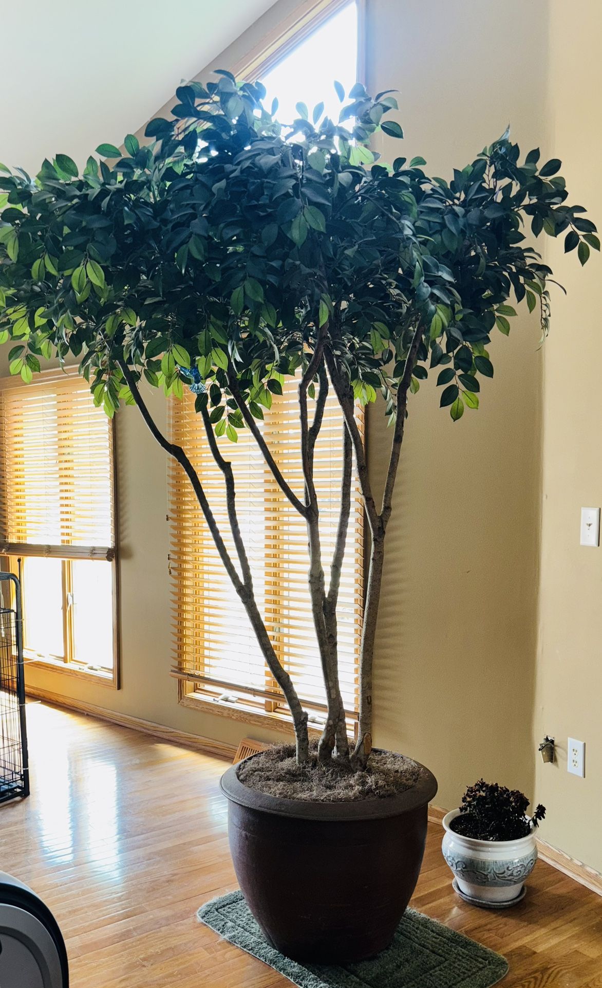 8+ Foot Tall Decorative Indoor Tree