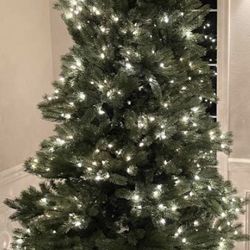 “2” BALSAM HILL CHRISTMAS TREES