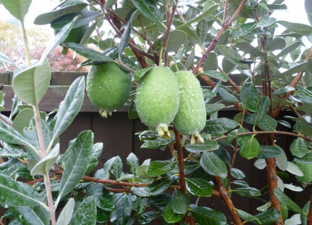 Pineapple Guava Trees