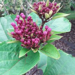 Huge Beautiful Pot With Huge Blooming Plants