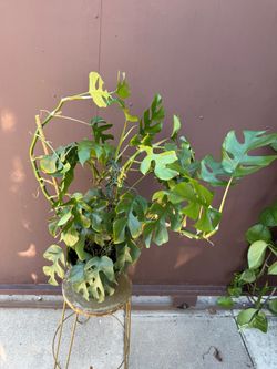 8” big Raphidophora Tetrasperma