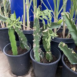 Plant For Sale