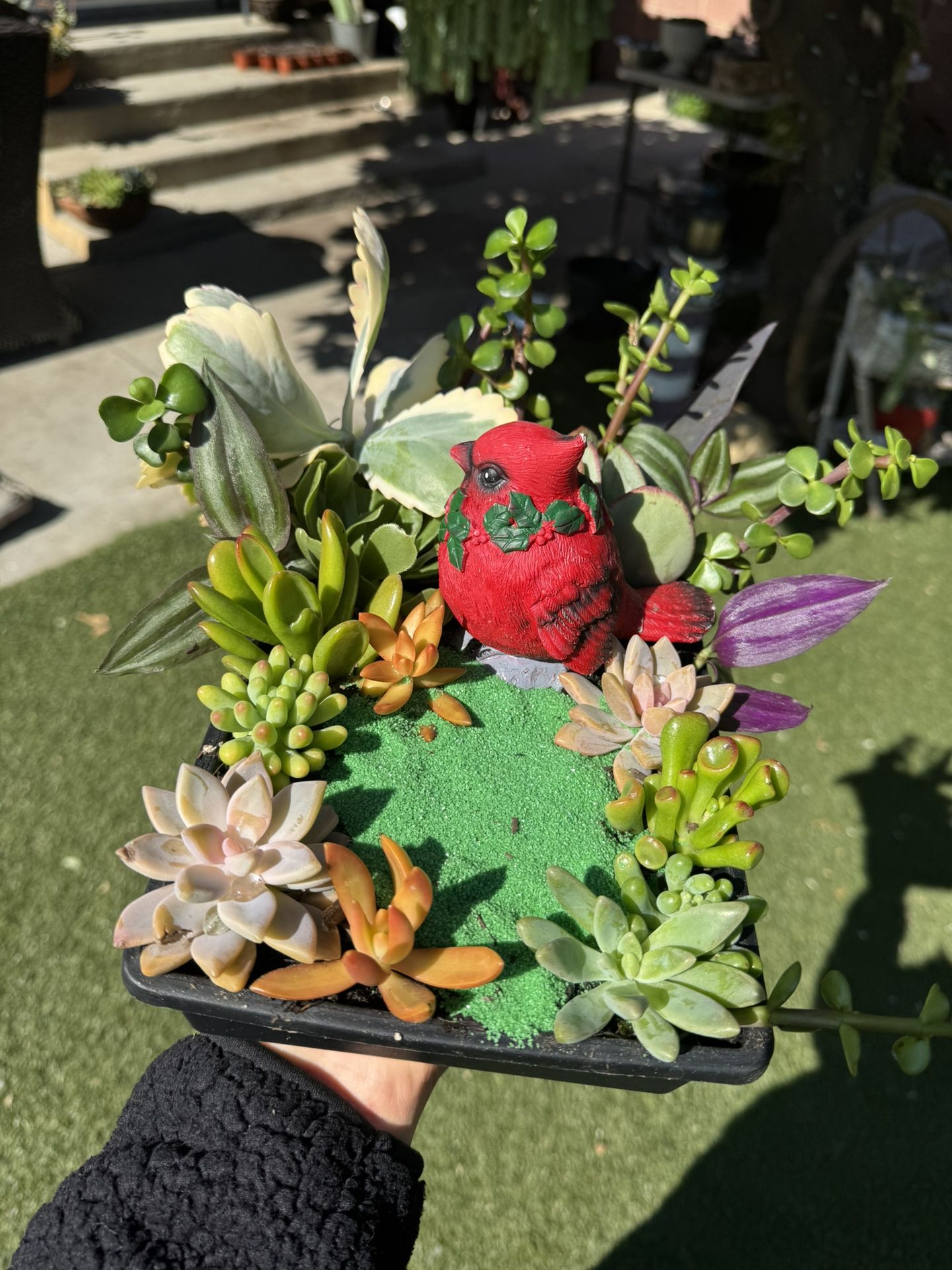 Very Cute Succulent Garden 🪴 