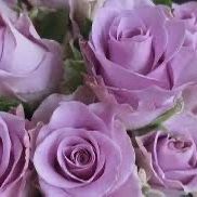 Rare European, Japan rose plants , Nightingale