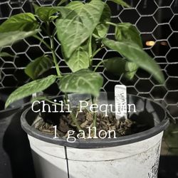 Chile Pequin (1 Gallon ) $5