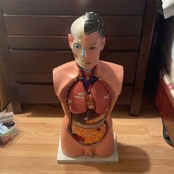 anatomy manequin