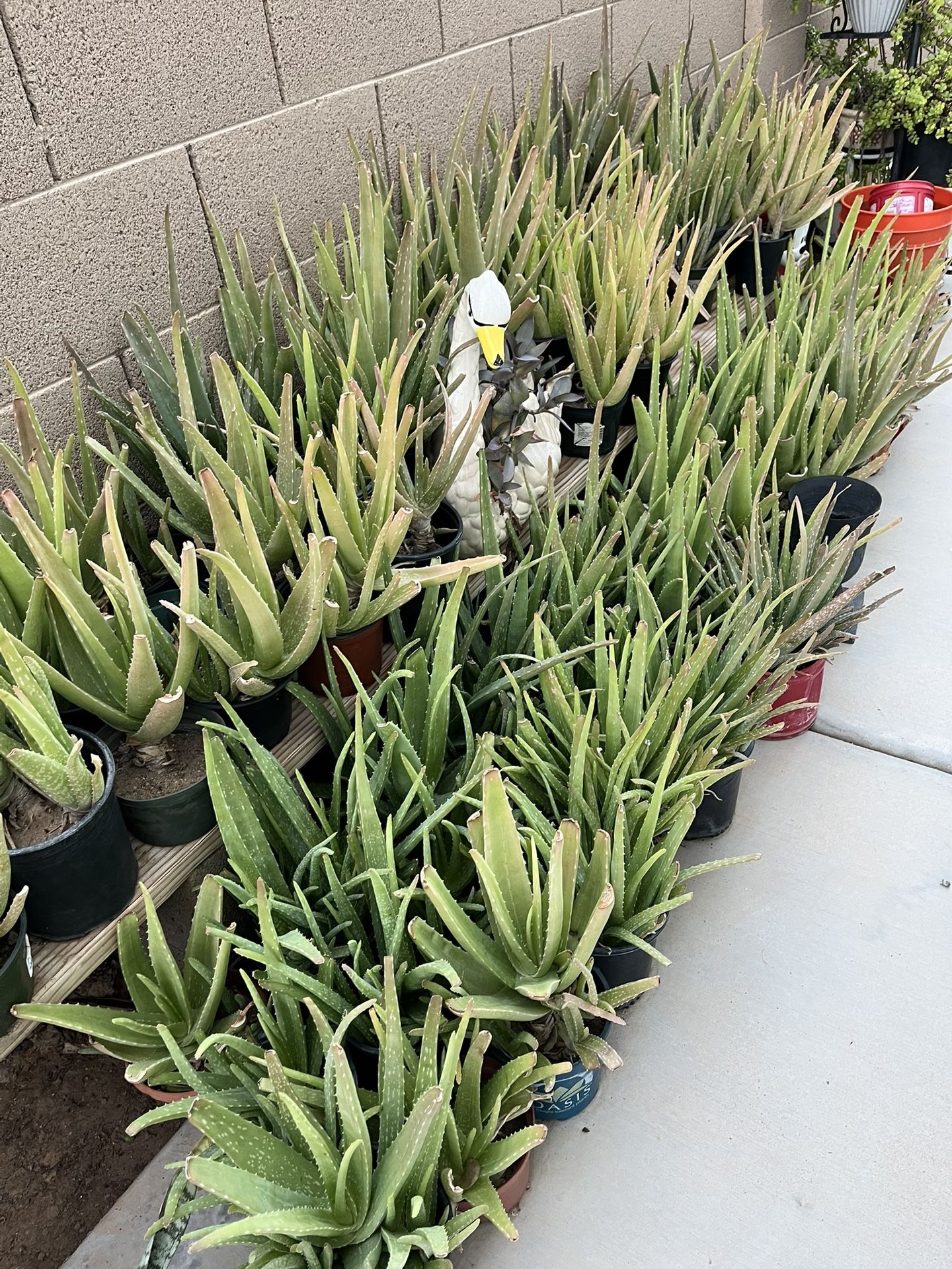 3 For $5 Big Aloe Vera Plants Your Pick