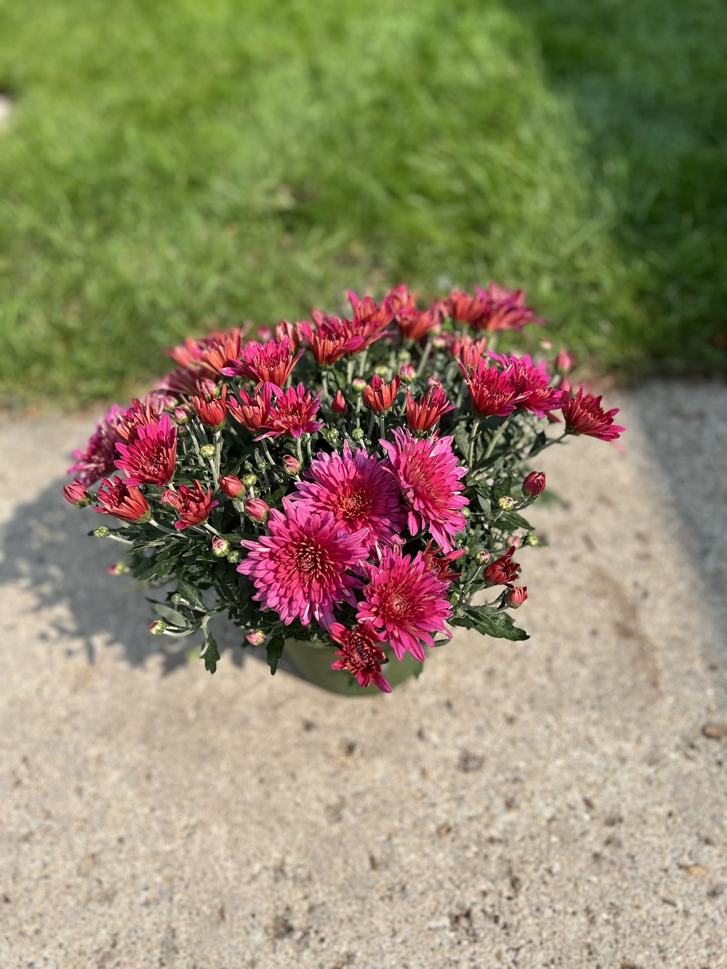 Perennial Belgium Mums