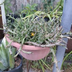 Orbea Schweinfurthii Succulent 