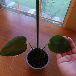 Two Monstera Deliciosa Rooted Nodes 