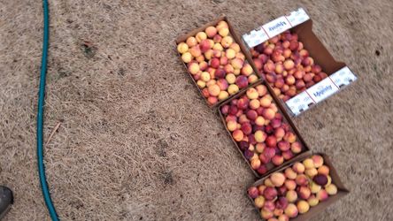 Burbank plums fresh picked