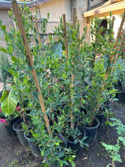 Ficus nitida20$ each 5 gallon pot