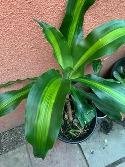 Dracaena