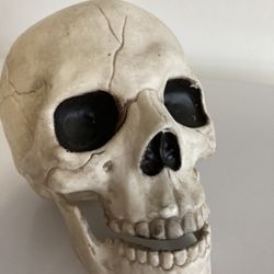 Brand New Halloween Skull
