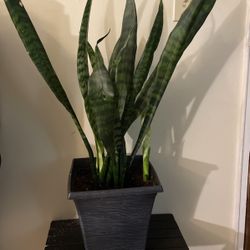 Very Healthy Plant