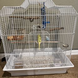 Birds Parakeets Love Birds 