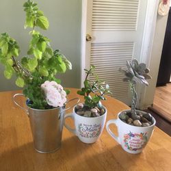 Plants For Mother’s Day