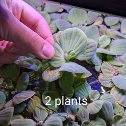 2 Large plants water Lettuce Freshwater Pond Floating Plant