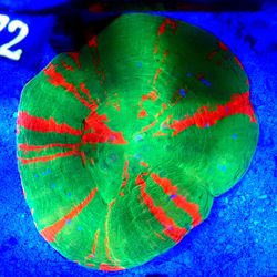 Fake Coral Decorations Fake Frag Packs 