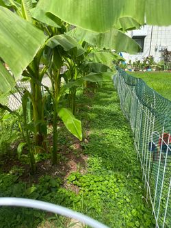 Banana tree