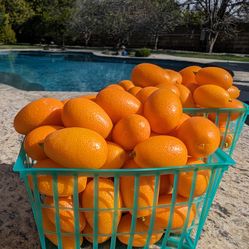 Kumquats Fresh Picked Daily Glendora Area