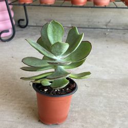 Medium Size Outdoor Succulent Potted Plant 