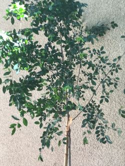 Olmo chino Árbol Para Sombra