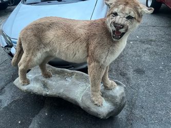 Mountain lion taxidermy lifesize