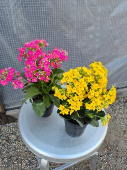 Kalanchoe Plants 4" Pot $2 each