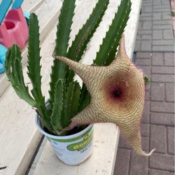 Planta Star Fish  $8.00