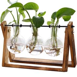 Plant Terrarium with Wooden Stand