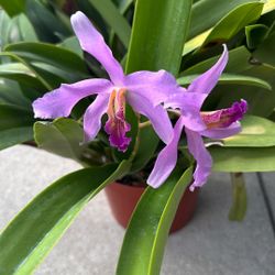 Orchid Plant 8” Pot Multiple Spikes