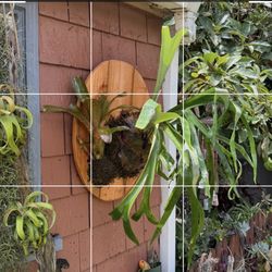 Staghorn Fern & Flowering Bromeliad Combo