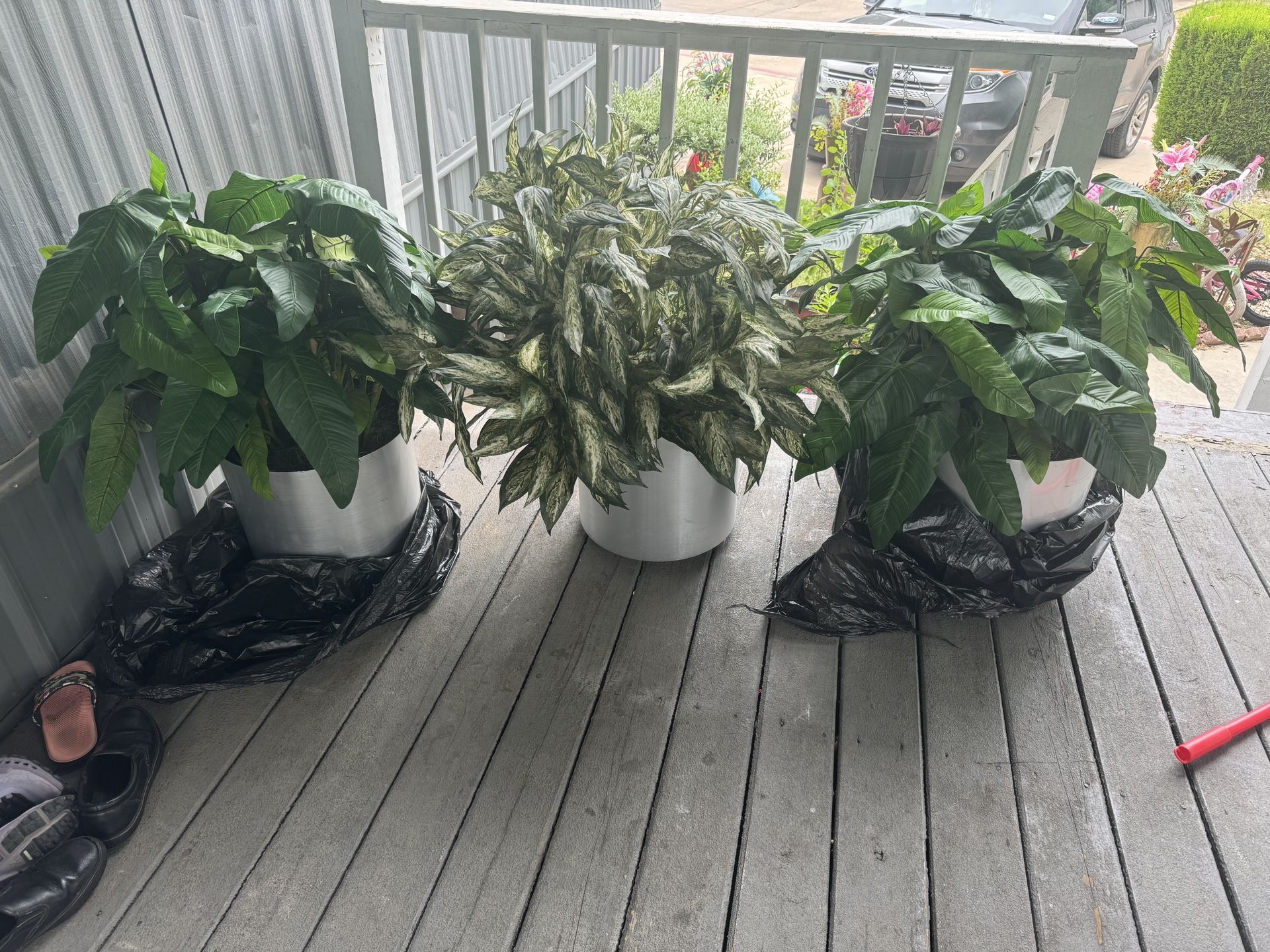 Big Beautiful Plants