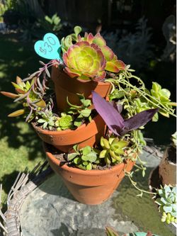 Cute Succulent planter