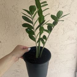 ZZ Plant Zamioculcas Zamiifolia Plant Flower In Pot