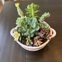 Succulent Arrangement 