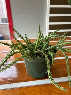 Suculenta
