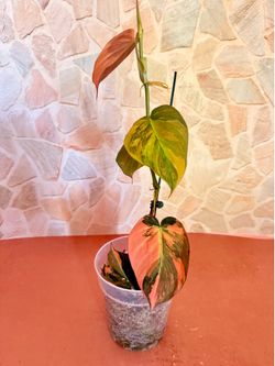 Philodendron Mican Highly Variegated Orange Aurea - 5inch