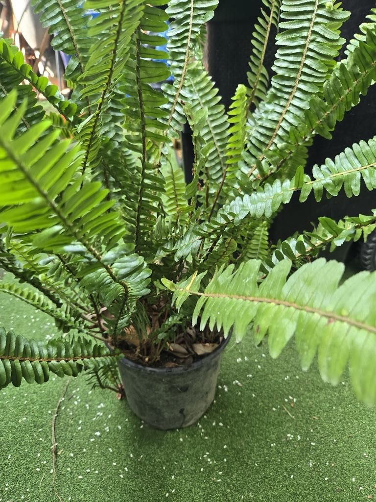 Fern Plant 